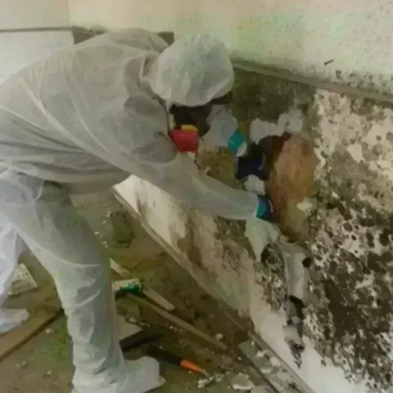 Mold Remediation and Removal in Rutland, WI